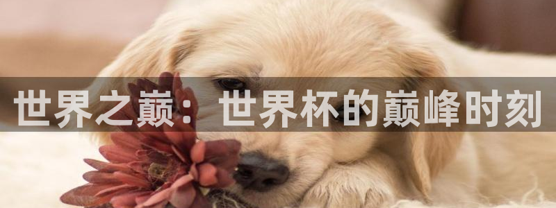 世界杯预选赛欧洲：世界之巅：世界杯的巅峰时刻